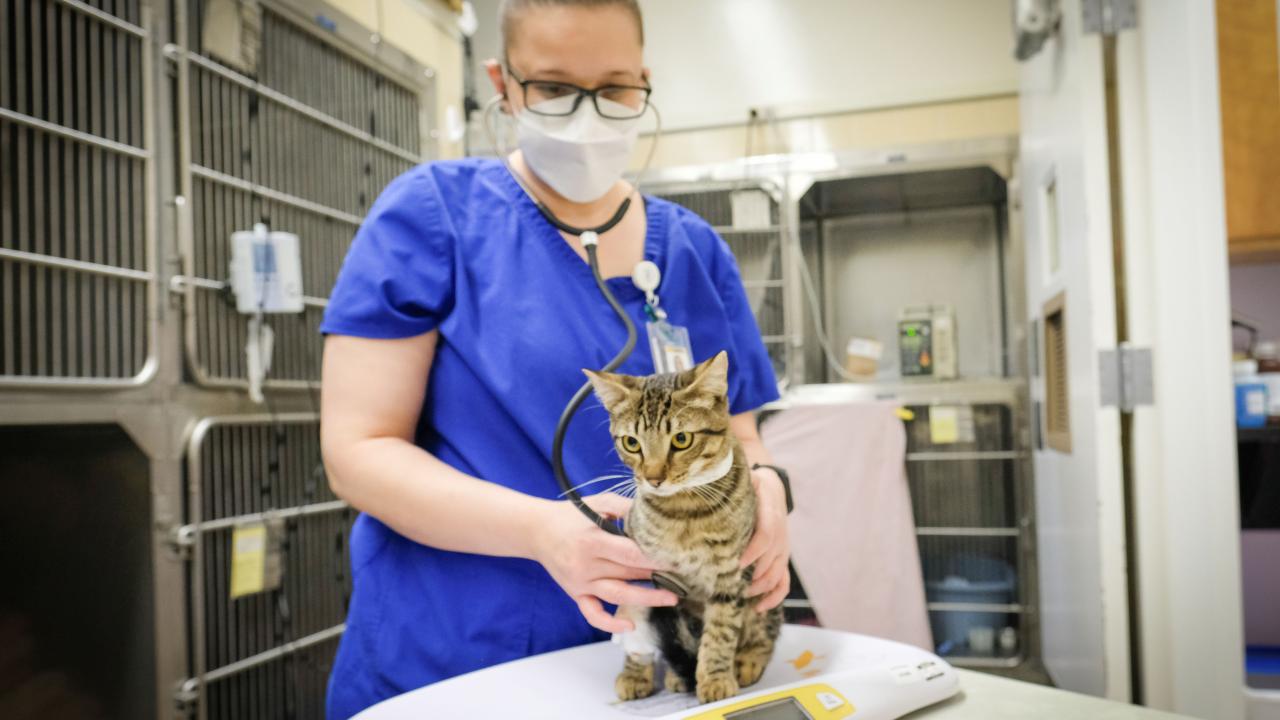 Leo, a 10-month-old tabby cat, is cared for by Clinical Trials Coordinator Jully Pires after receiving treatment as part of a clinical trial on FIP at UC Davis School of Veterinary Medicine.