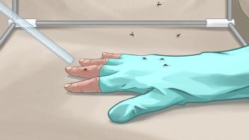 Illustration of a mosquito experiment
