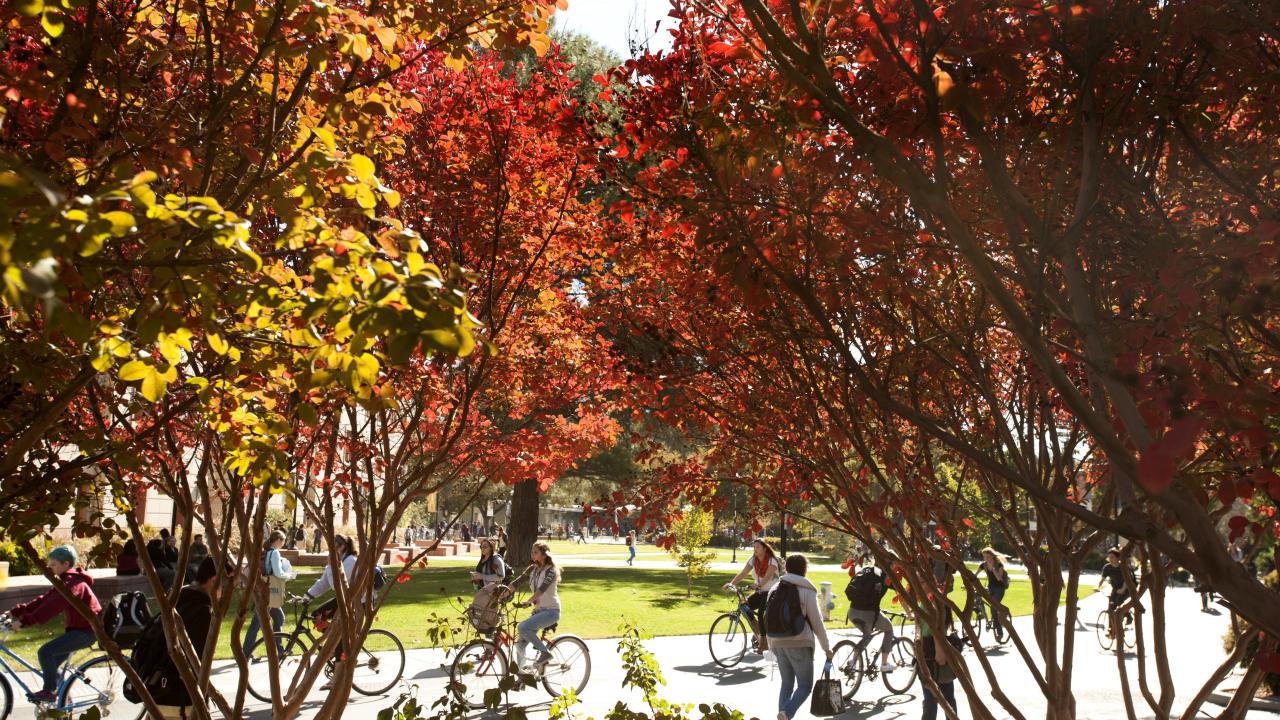 photo of ucd campus with fall leaves